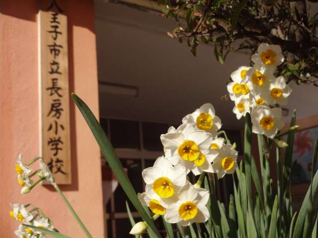 サニーヒルズアザレア 八王子市立長房小学校