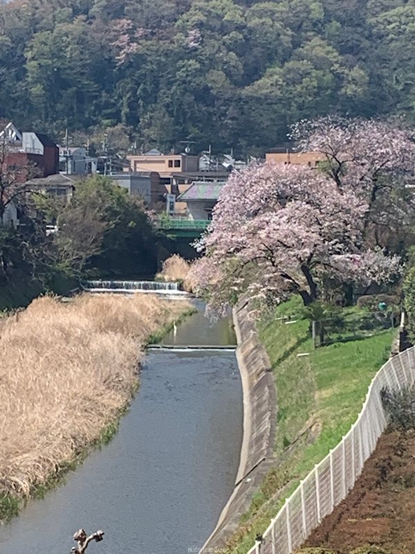 シャンゼール多摩 眺望