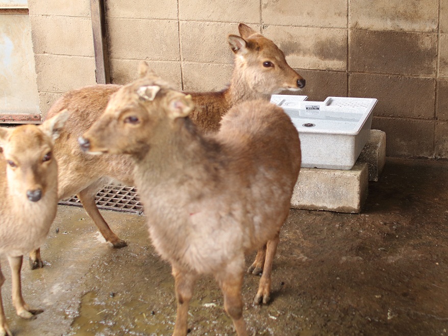アバンウェルディッツォ 昭和公園動物園